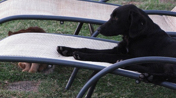 Boh notices the one-eyed cat has arrived