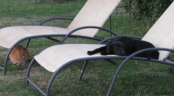 Boh gives the orange cat the cold shoulder part one