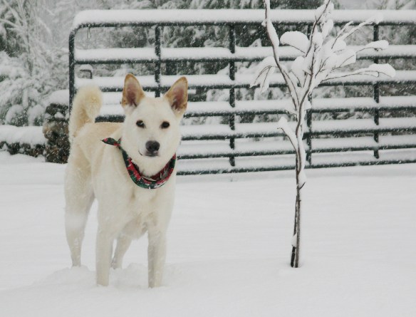 My dog Chappie in the snow