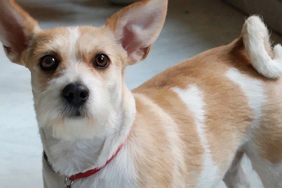 Marta from Villa Antea, Florence, Italy