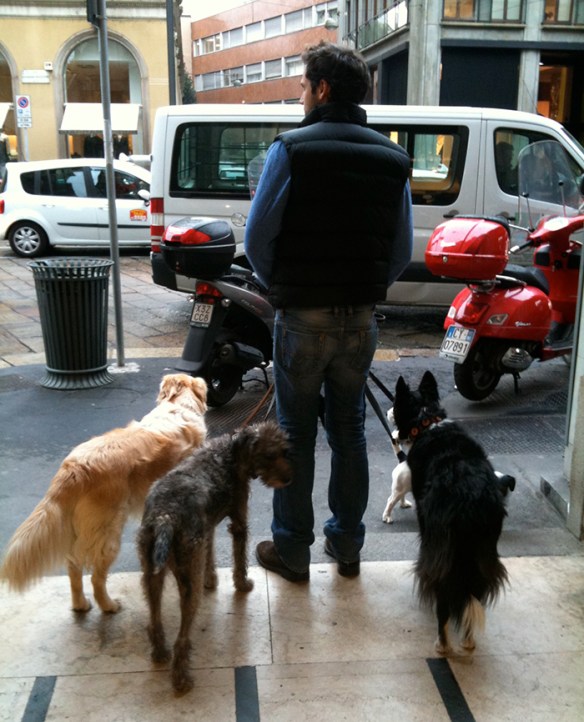 Dog walker with 4 dogs on Via della Spiga in Milan