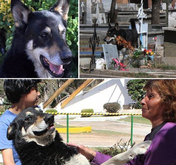 Capitan at the cemetery