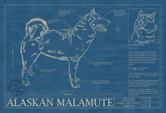 Animal Blueprint Company Alaskan Malamute