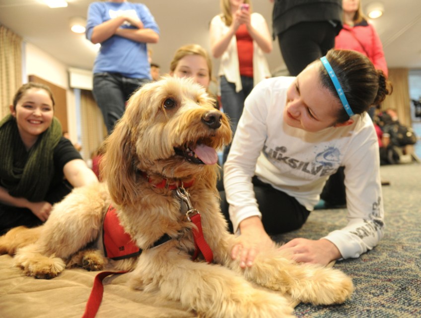 Students and dogs during a break