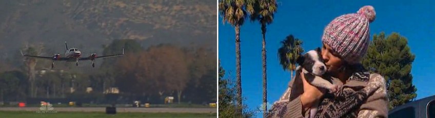 Plane and puppy