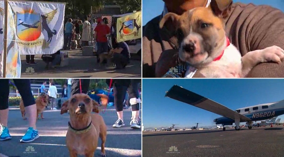 Volunteers, dogs and planes
