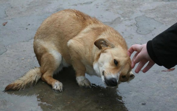 379338_10151192108516529_1060024929_n