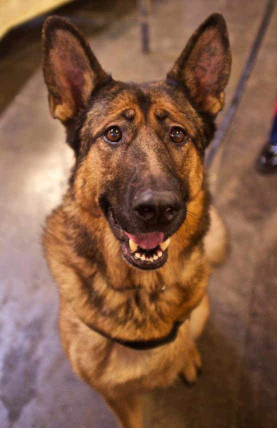 Lucca the hero war dog