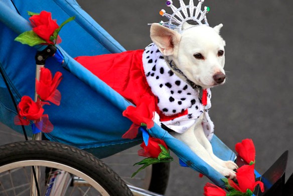 Rose Parade Pup on Bike