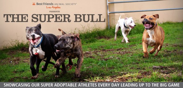 BFLA's Super Bull Campaign