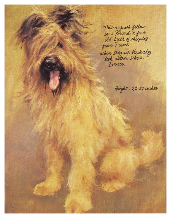 Briard portrait by Rien Poortvliet