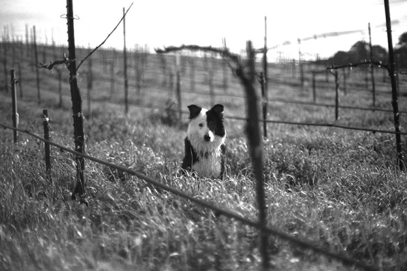 Capa from Robert Sinskey Vineyards