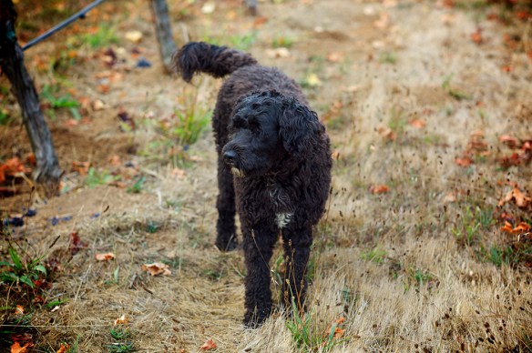 Robert Sinskey Vineyards dog