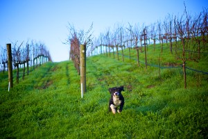 Robert Sinskey Vineyards | Dogs Make Everything Better