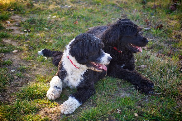 Robert Sinskey's Paolo and Phoenix