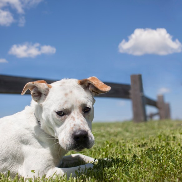 Roscoe from Wake County Animal Shelter