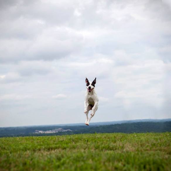 From Landfill Dogs by Shannon Johnstone