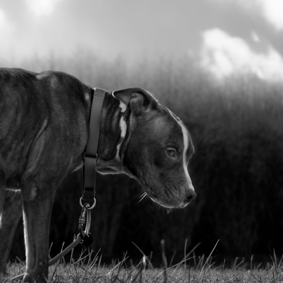 Greyson from Wake County Animal Shelter