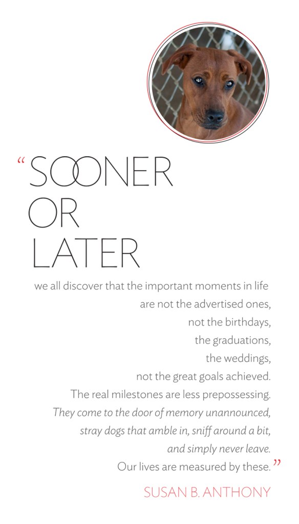 Susan B. Anthony quote