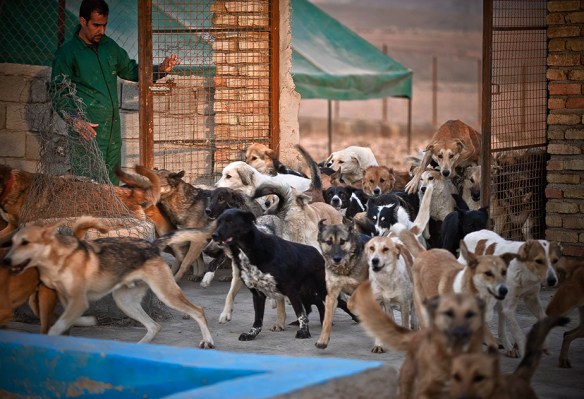 The gates at Vafa Animal Shelter in Iran