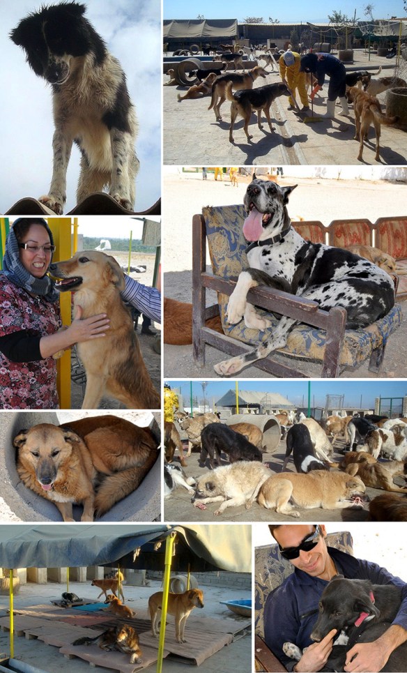 Vafa Animal Shelter in Iran