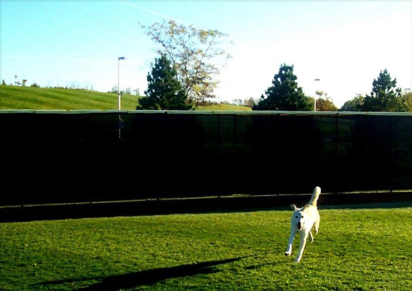 Vafa dog now in Chicago