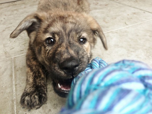 Wes Siler's Dog Wiley