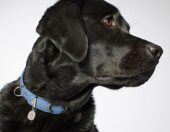 Black Lab wearing Pantofola Caramelle collar in Cielo