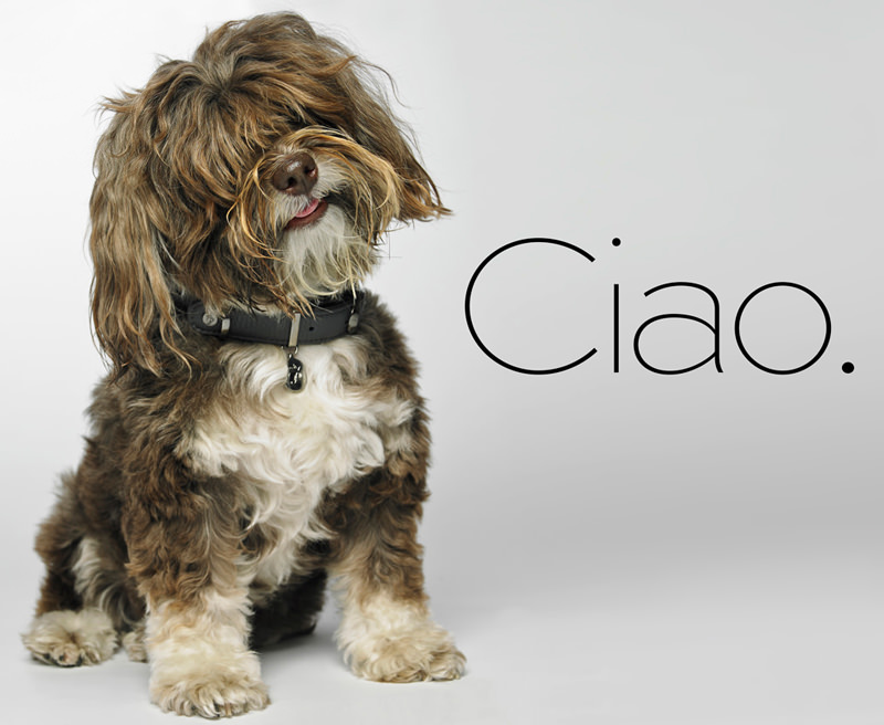 Lhasa in Pantofola Caramelle collar in Liquirizia