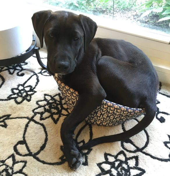 Hadley the pup in the catbed