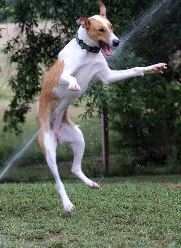 Phoebe and the water hose