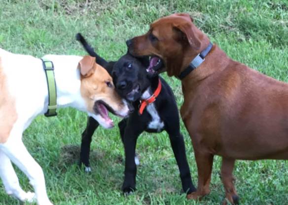 Phoebe, Hadley, Stella