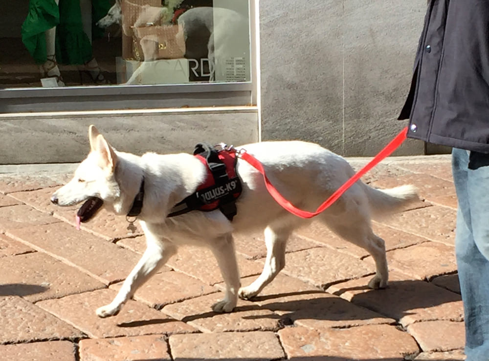 dogs_in_varese_08